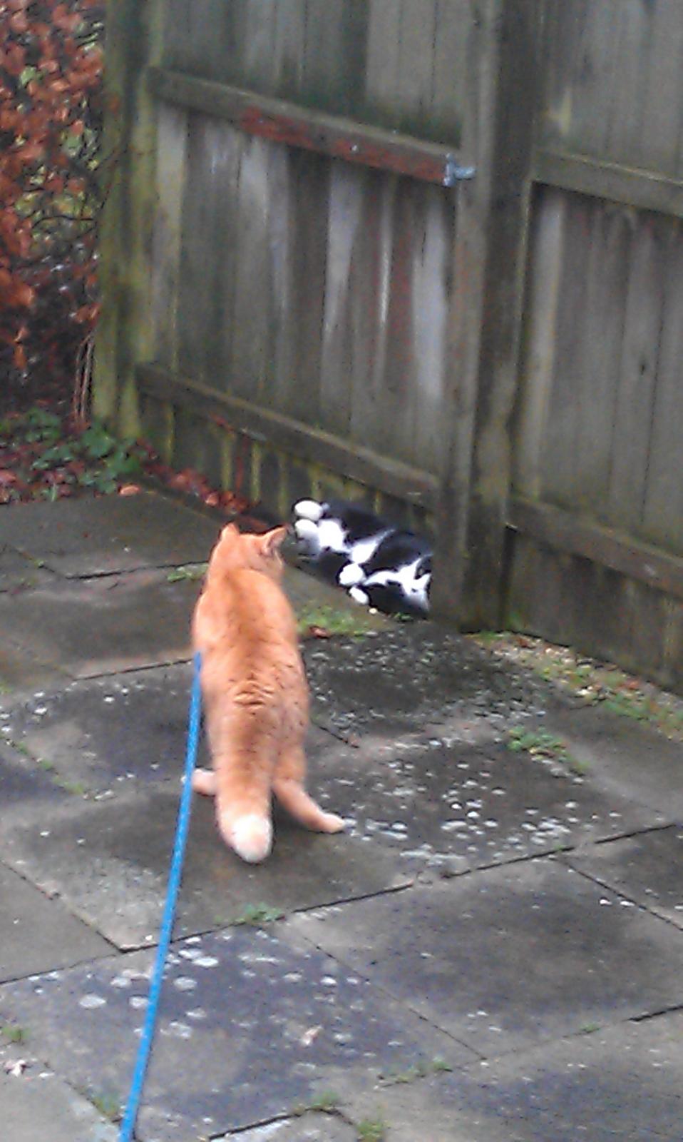 Huskat Guffe billede 19