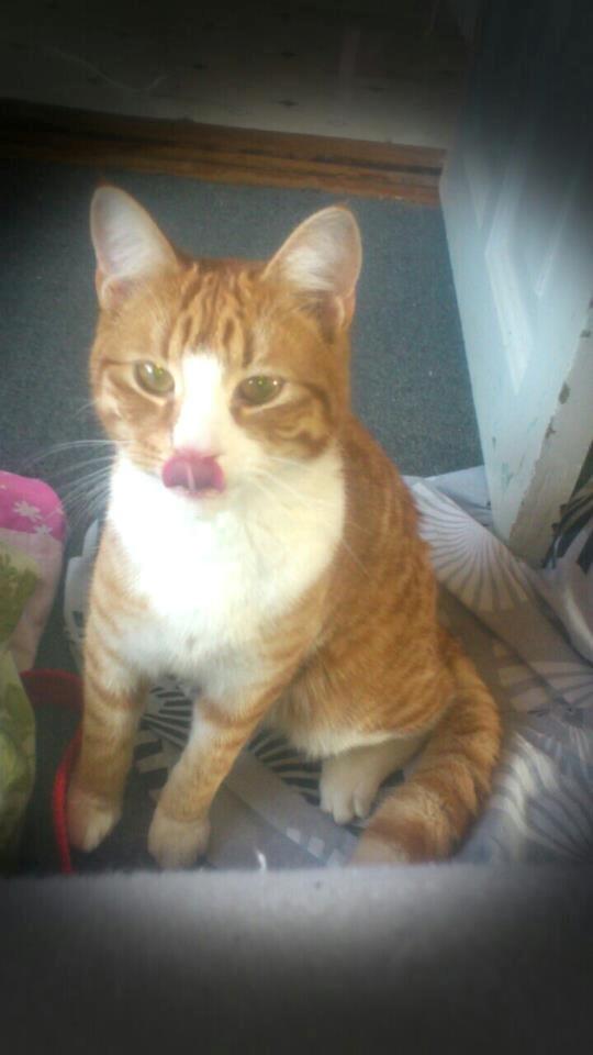 Blanding af racer Chili billede 1