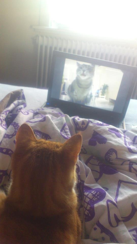 Blanding af racer Chili billede 2