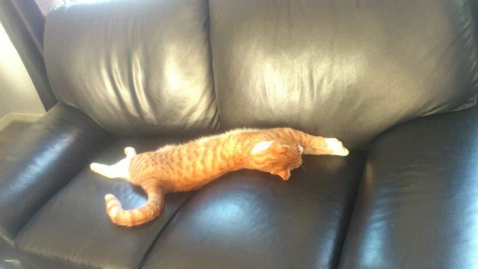 Blanding af racer Chili - Jeg kan da godt fylde en hel 2 mands sofa ;)  billede 3