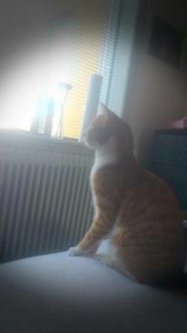 Blanding af racer Chili billede 4