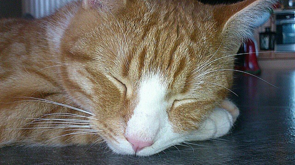 Blanding af racer Chili billede 5