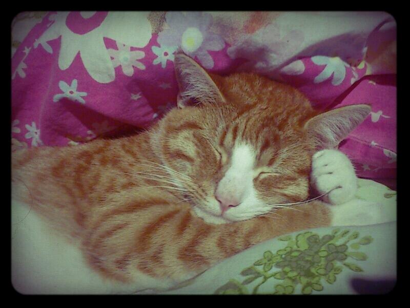 Blanding af racer Chili billede 6