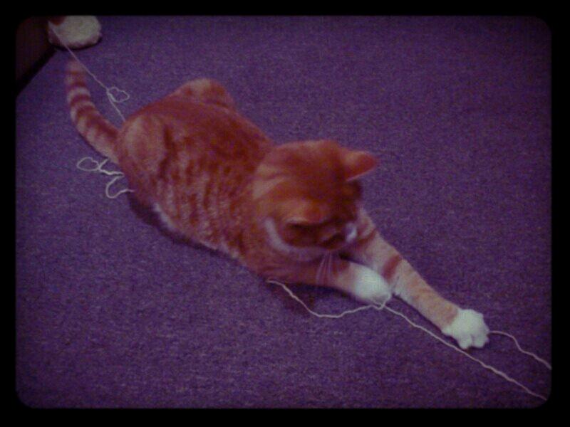 Blanding af racer Chili billede 7