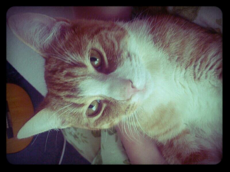 Blanding af racer Chili billede 8