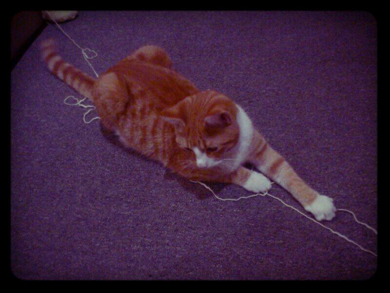 Blanding af racer Chili billede 9