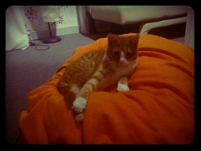 Blanding af racer Chili billede 10