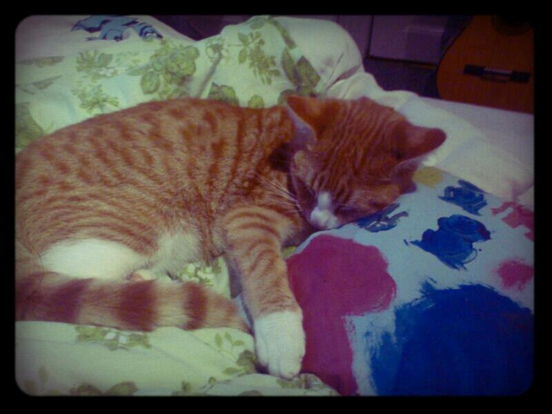 Blanding af racer Chili billede 11