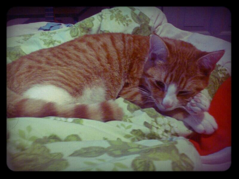 Blanding af racer Chili billede 12