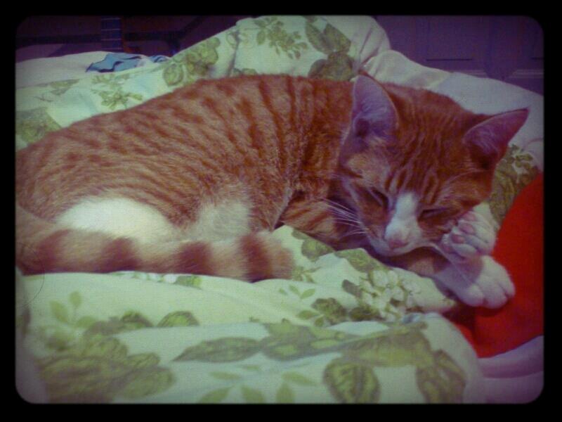 Blanding af racer Chili billede 13