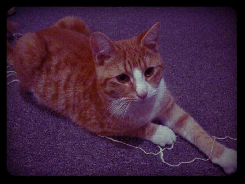 Blanding af racer Chili billede 14