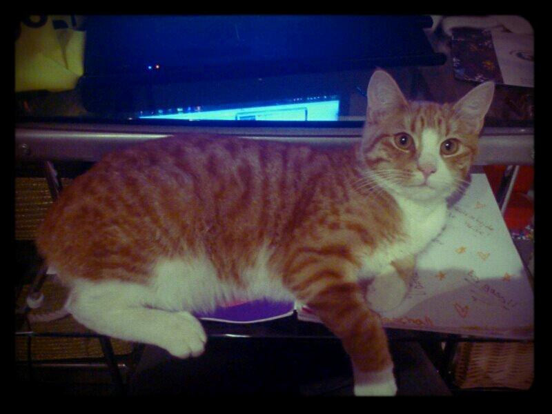 Blanding af racer Chili billede 15