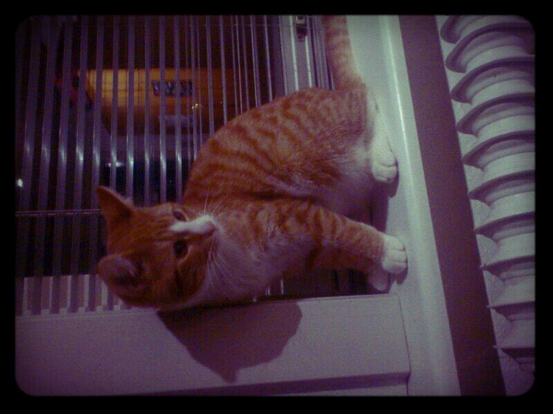 Blanding af racer Chili billede 16