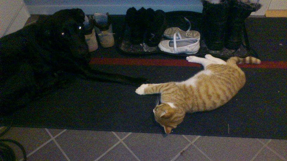 Blanding af racer Chili billede 18