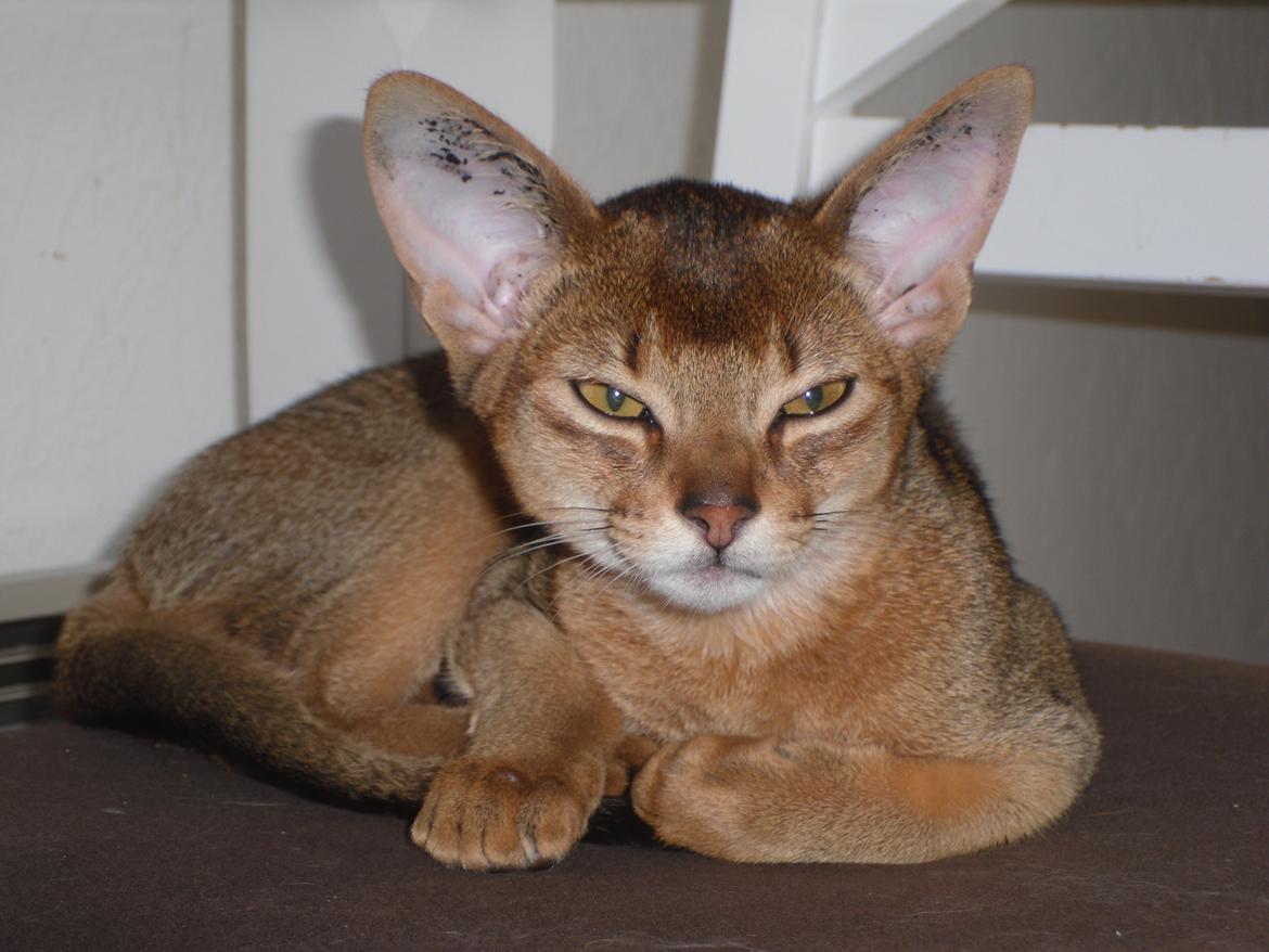 Abyssinier Orlando (Himmelkat) - Se hvor smuk jer er. billede 1