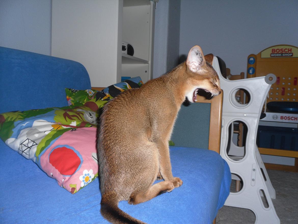 Abyssinier Orlando (Himmelkat) - Gaaaaab billede 2