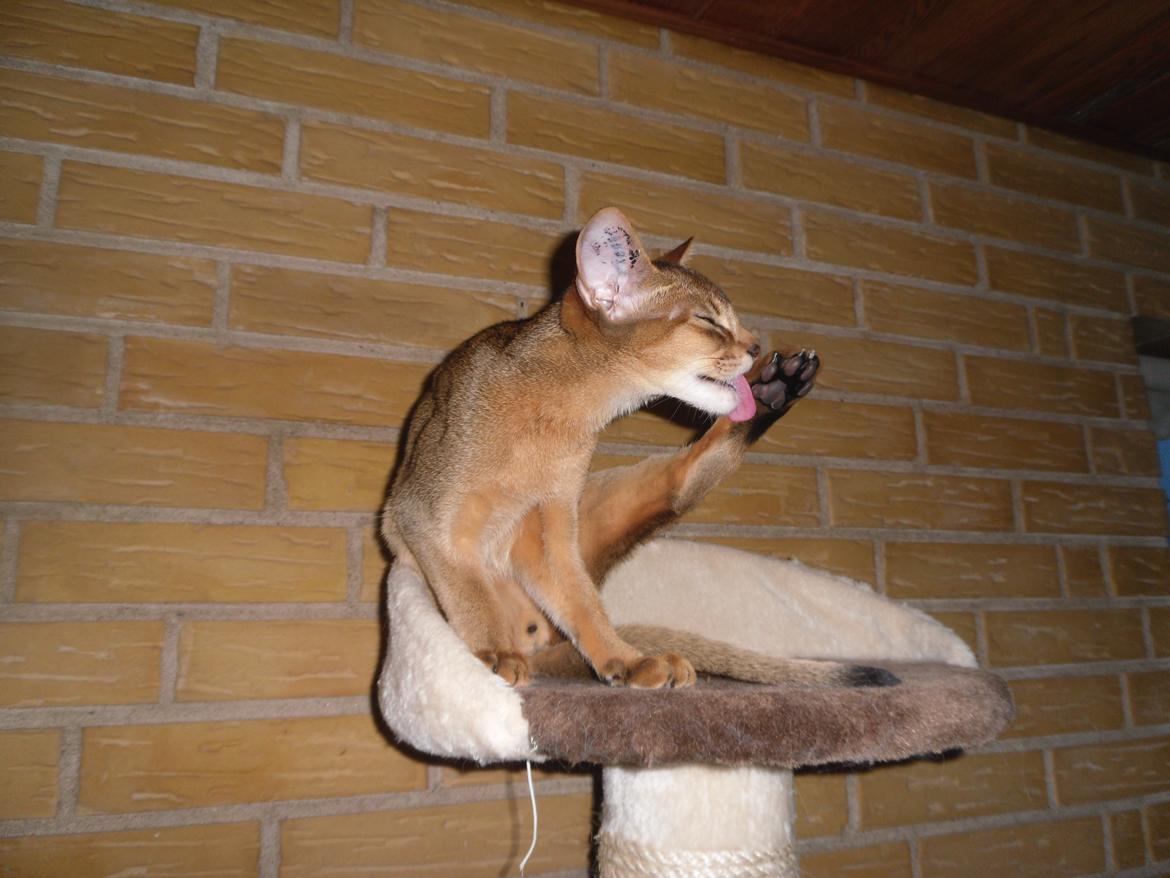 Abyssinier Orlando (Himmelkat) - vaskes skal man jo også billede 5