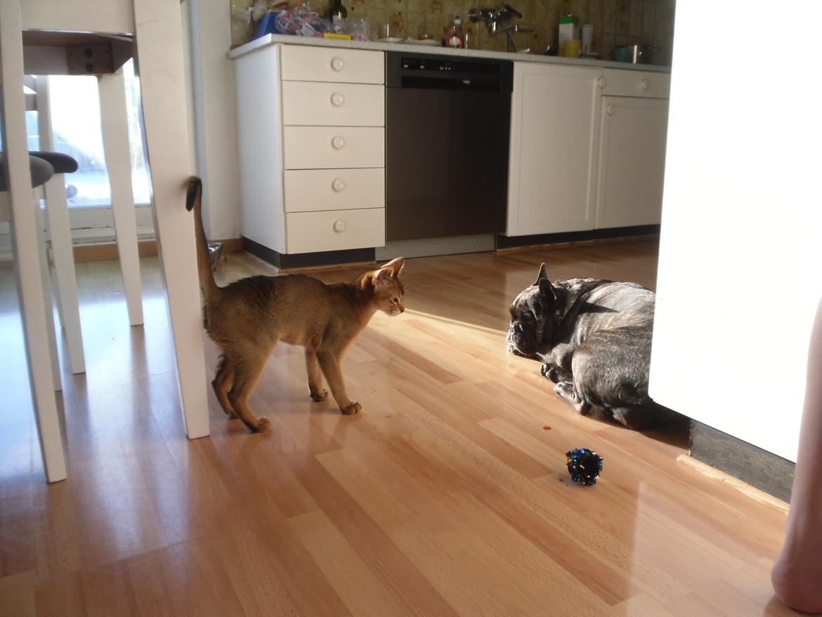 Abyssinier Orlando (Himmelkat) - Første dag her og lidt nysgerrig, hvad er det for en kat? billede 6