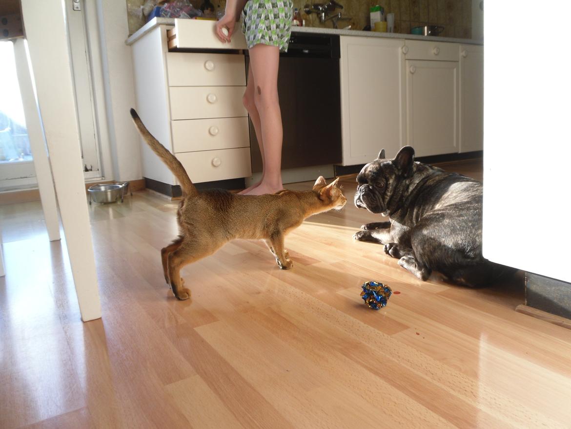 Abyssinier Orlando (Himmelkat) - Snuser lige til den hmmm lugter ikke som en kat. billede 7