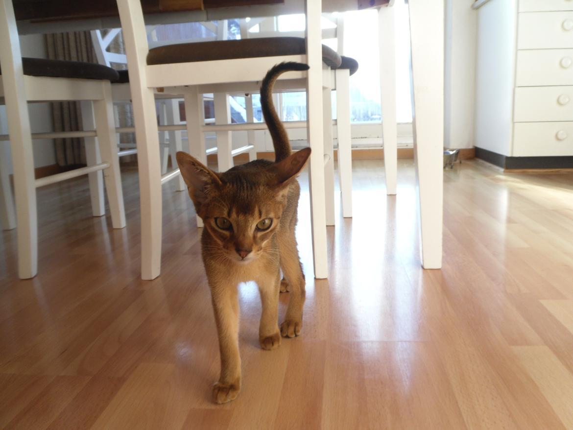 Abyssinier Orlando (Himmelkat) - Hej mor skal vi kæle nu? billede 8