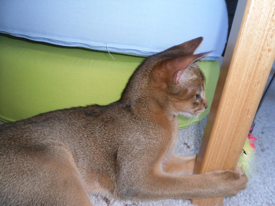 Abyssinier Orlando (Himmelkat) - så fin en lille missekat. billede 11