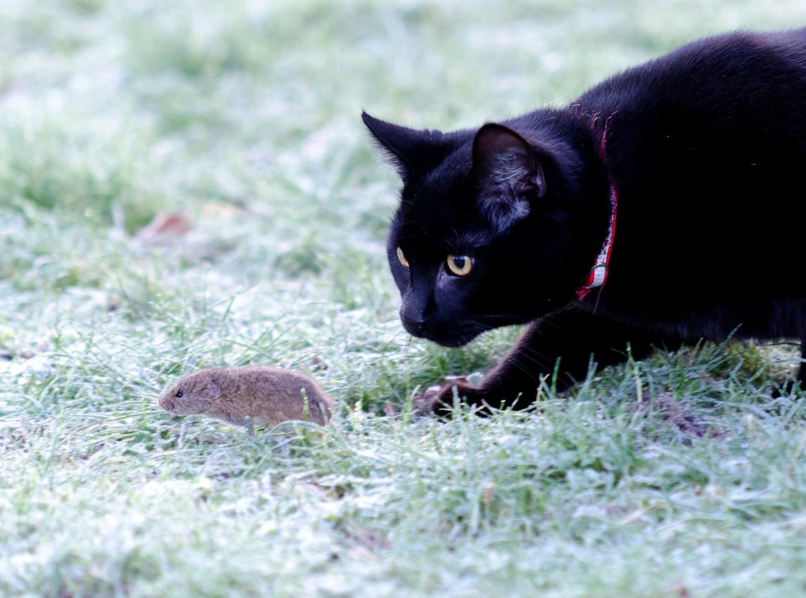 Blanding af racer Funder billede 4