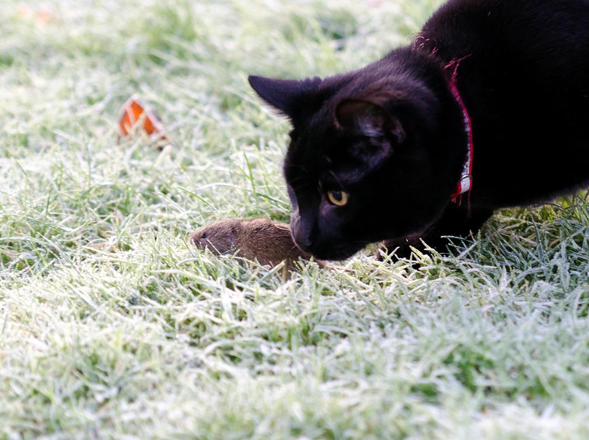 Blanding af racer Funder billede 5