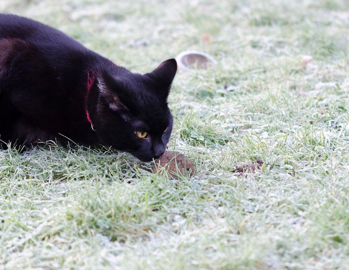 Blanding af racer Funder billede 7