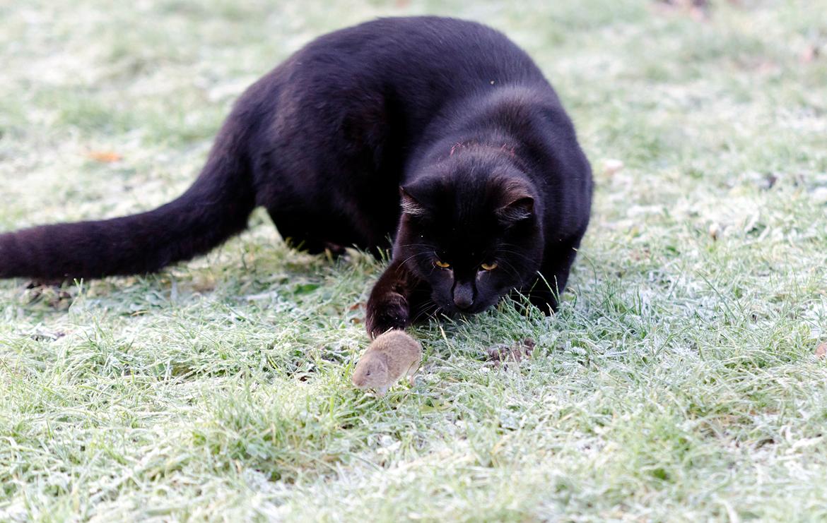 Blanding af racer Funder billede 9