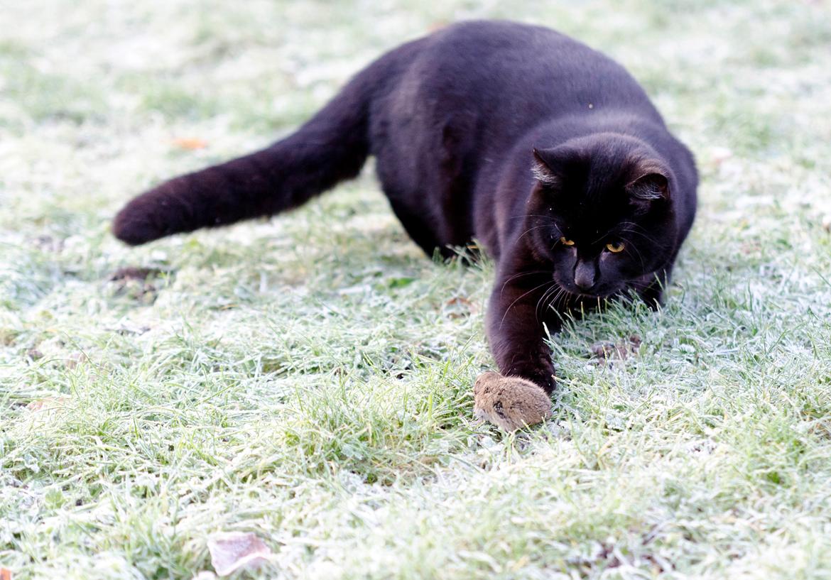 Blanding af racer Funder billede 11