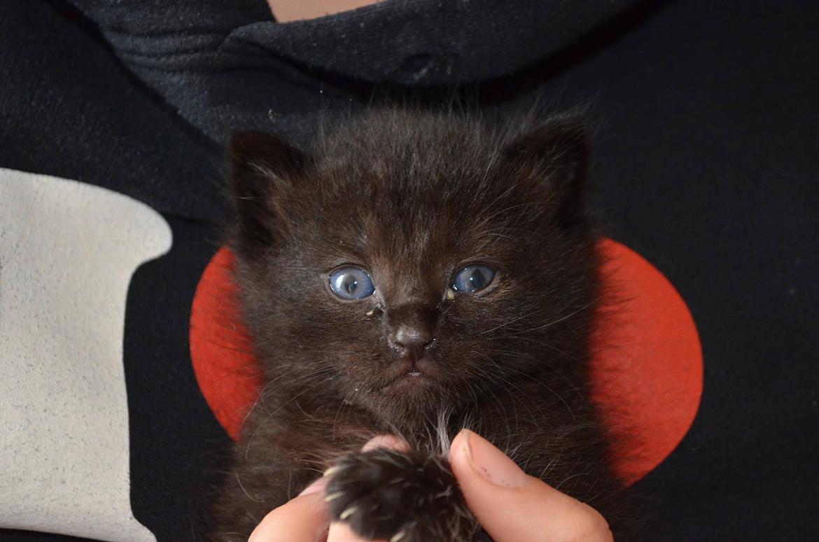 Blanding af racer Funder billede 6