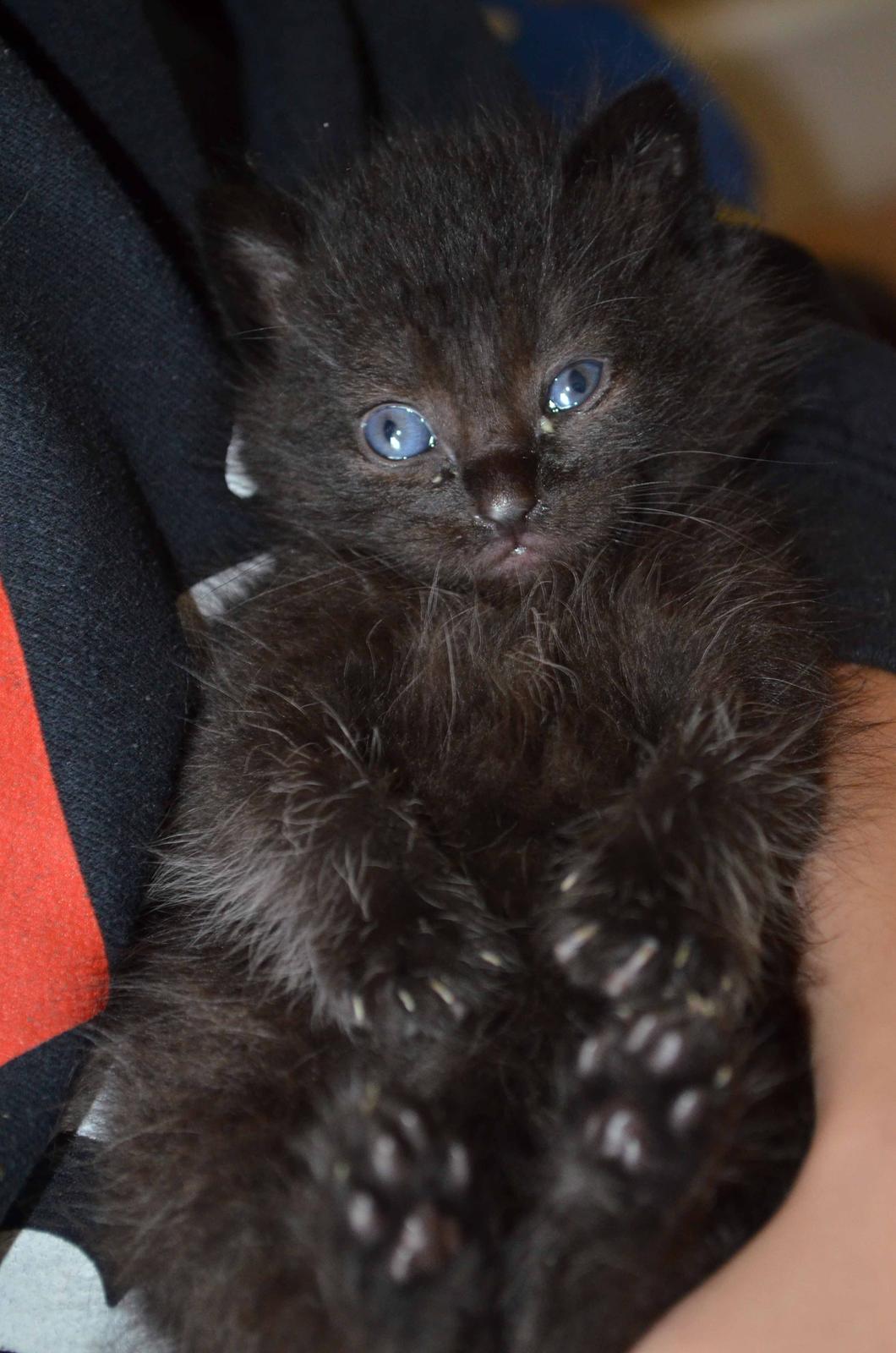 Blanding af racer Funder billede 2