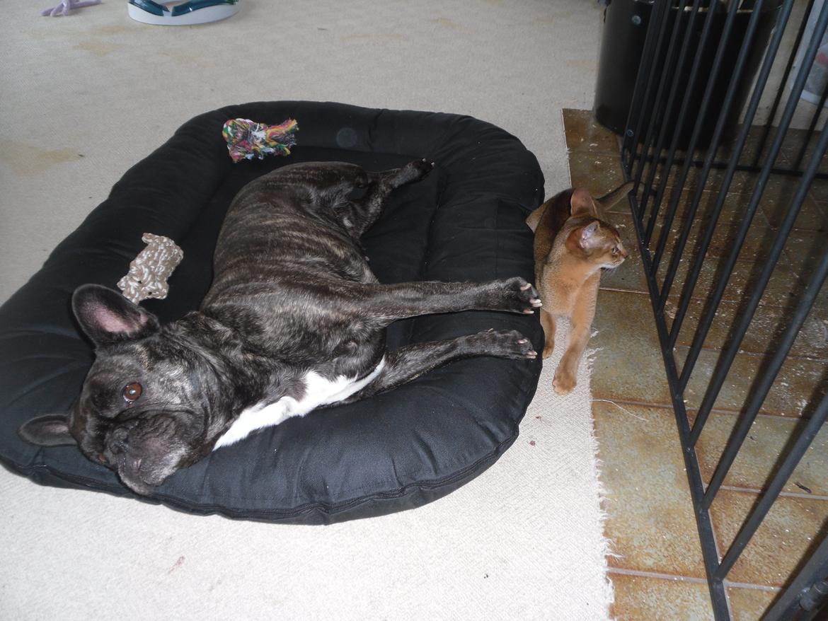 Abyssinier Orlando (Himmelkat) - hygger lige sammen med berta billede 12