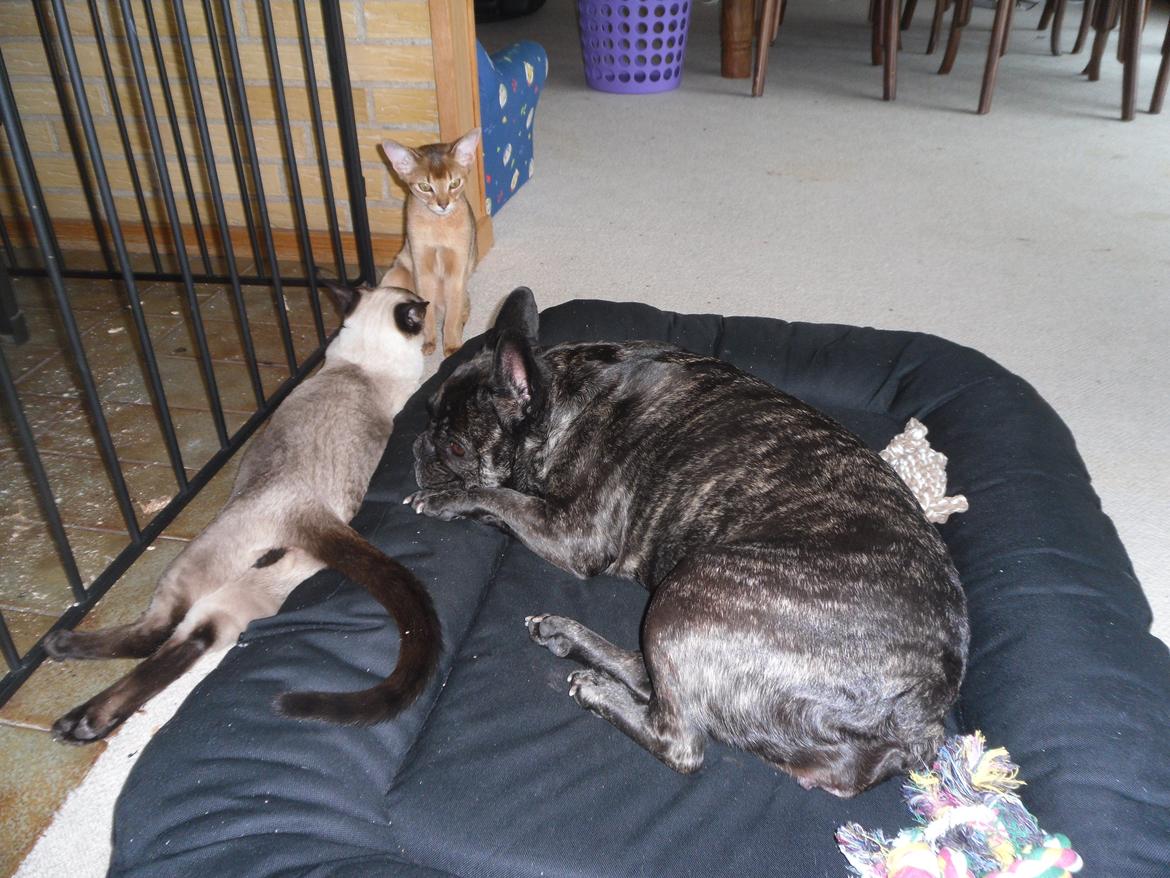 Abyssinier Orlando (Himmelkat) - familiehygge billede 13