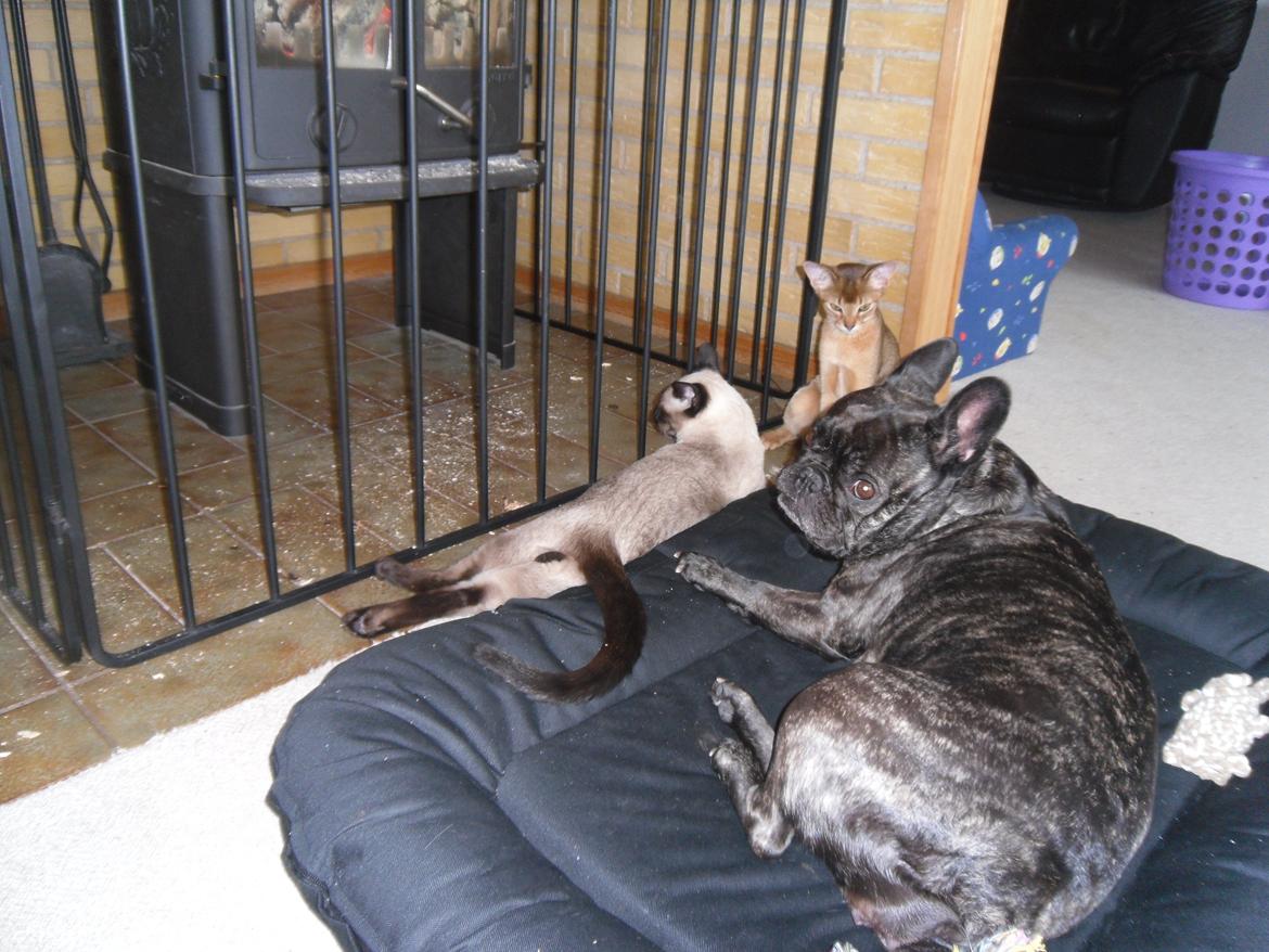 Abyssinier Orlando (Himmelkat) - så mangler vi kun obelix billede 14