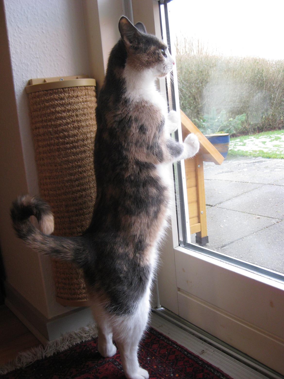 Huskat Kitty - Hvaaad sker der?:D billede 2