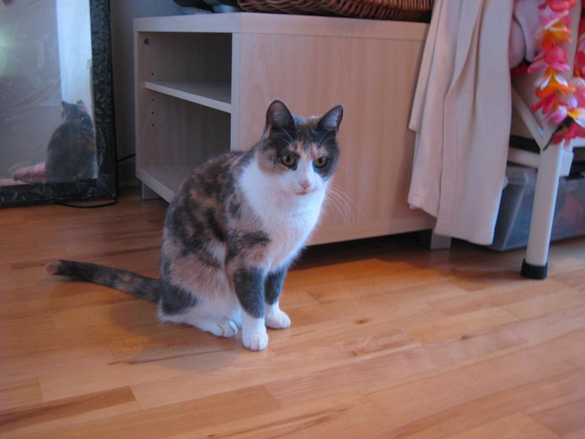 Huskat Kitty - Søtte miis*-: billede 3