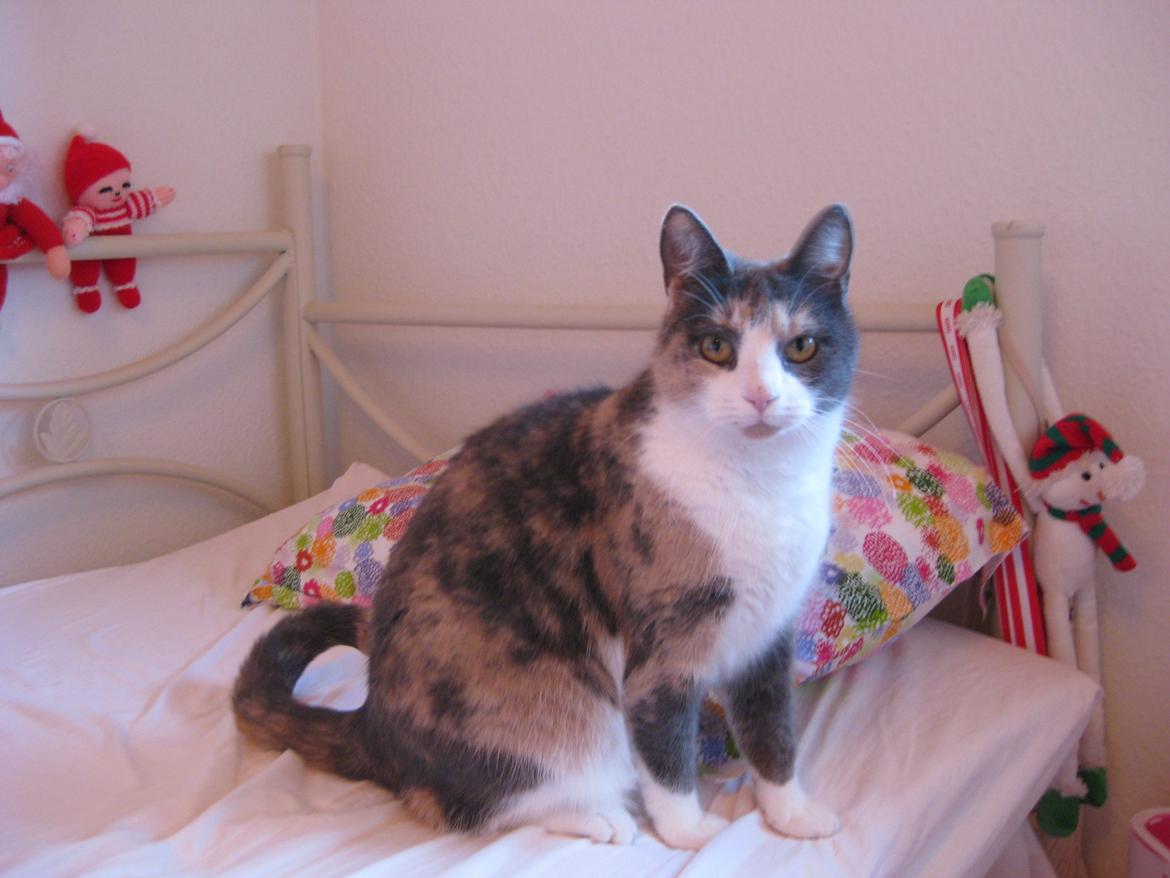 Huskat Kitty - Taaaaat^^ billede 6