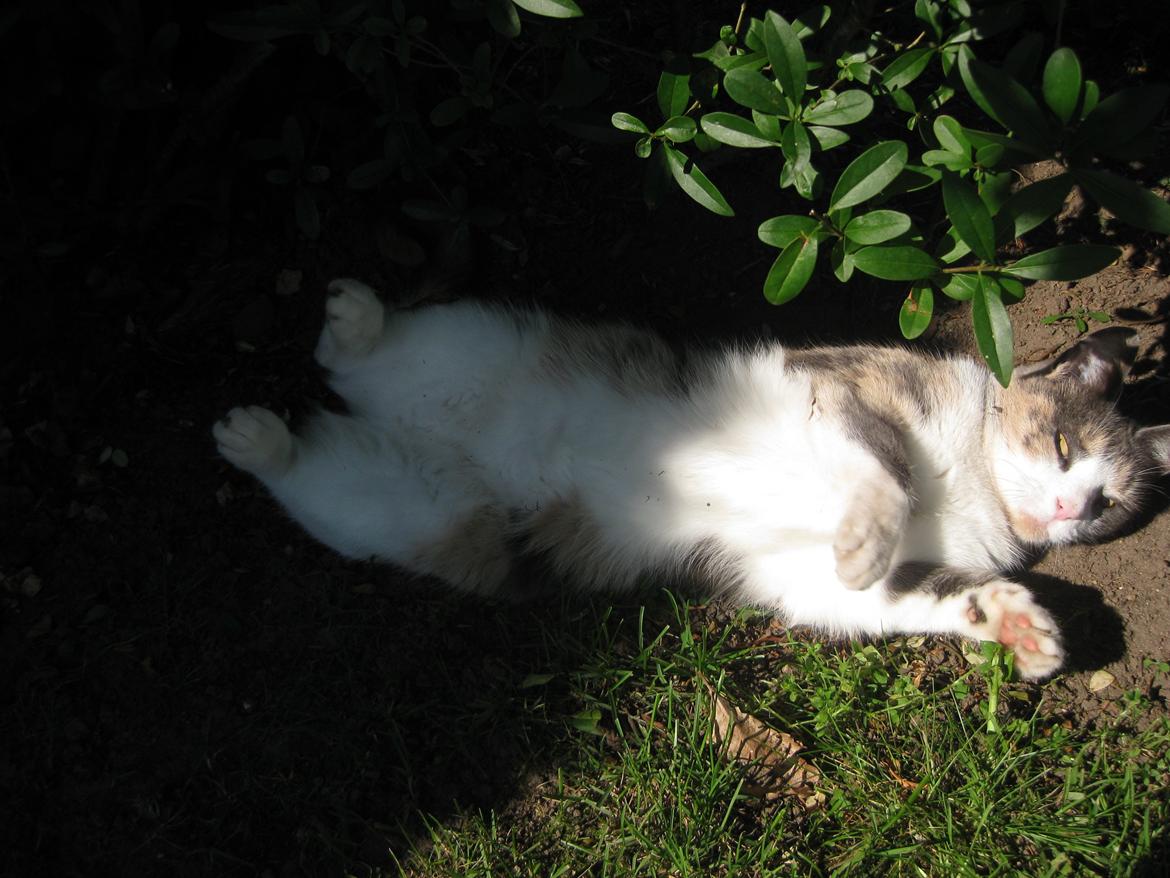 Huskat Kitty - En sommerdag - den smukke!;) billede 7