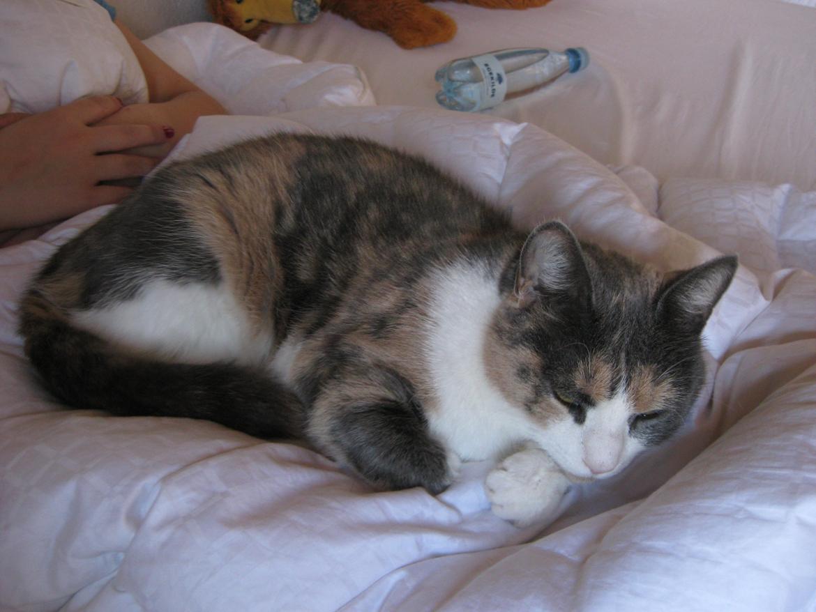 Huskat Kitty - <33 billede 8