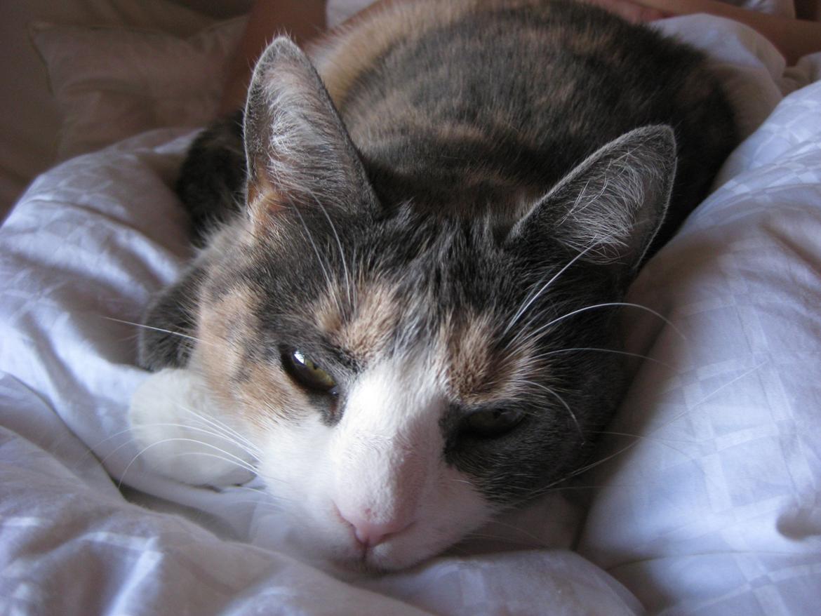 Huskat Kitty - Miin dejlige kis!<3 billede 1