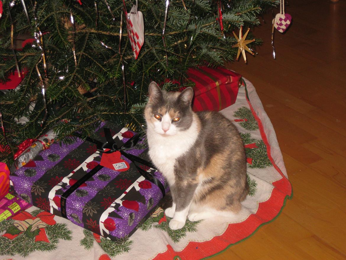 Huskat Kitty - Jeg vil da ogs ha' gaver!:D billede 5