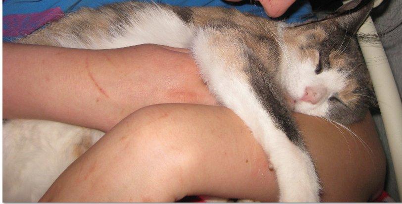 Huskat Kitty - Nuurh muus hva?<33 billede 9