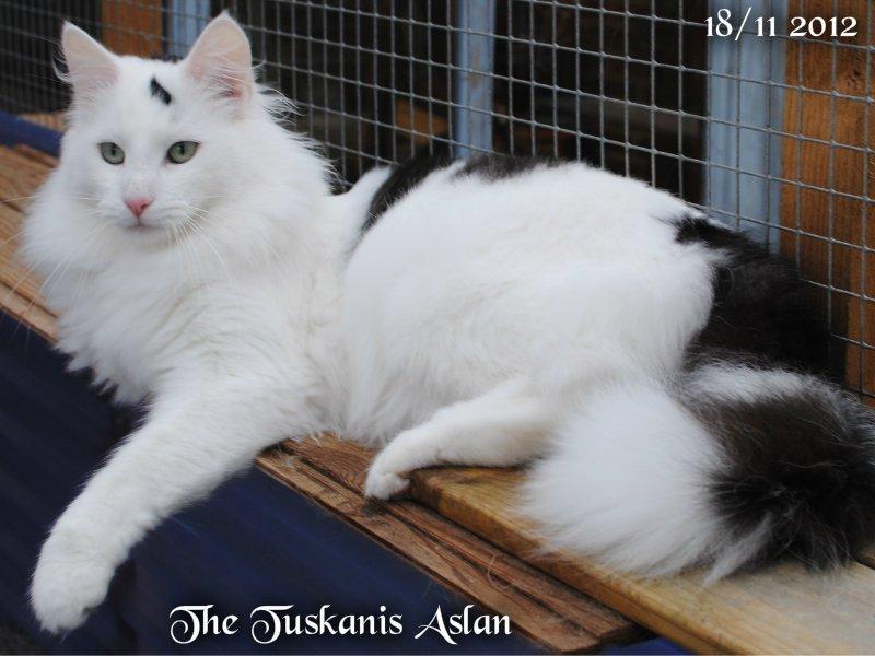Norsk Skovkat The Tuskanis Aslan billede 8