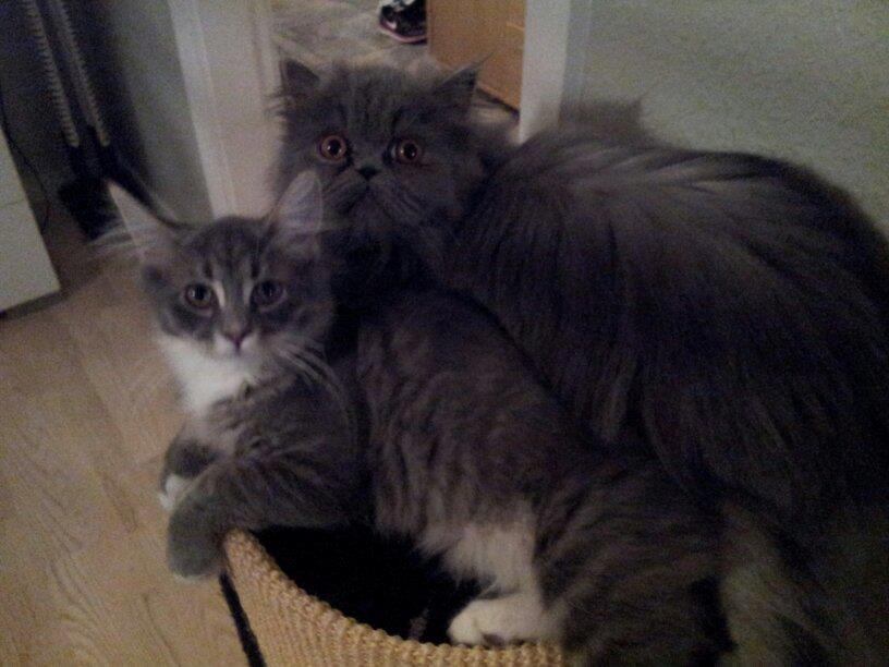 Maine Coon Mallou - Mallou og Sofia er så gode veninder<3 billede 5