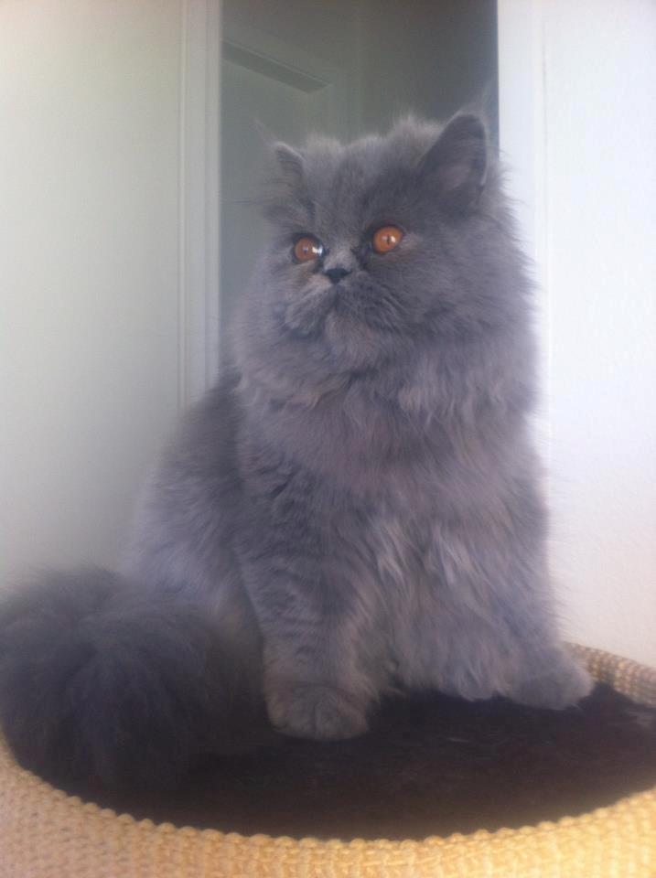 Perser Sofia <3 - Velkommen til min profil. Jeg hedder Sofia. billede 1