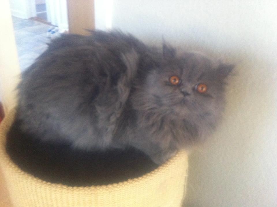 Perser Sofia <3 - Kuk Kuk;) billede 2