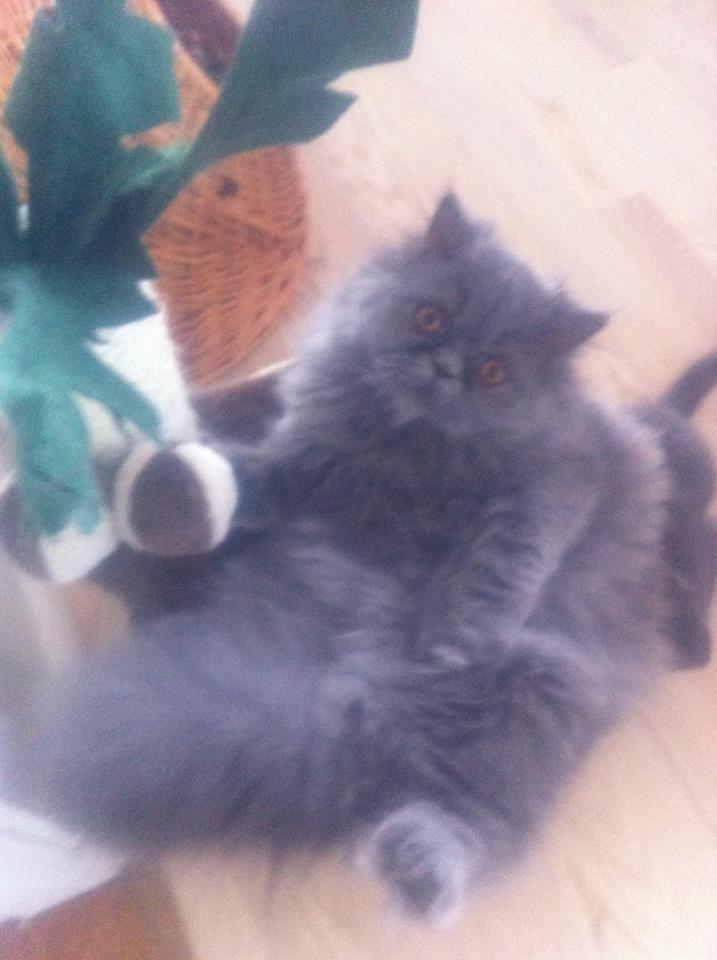 Perser Sofia <3 - Hva så mor?! jeg er li på charter;) billede 3