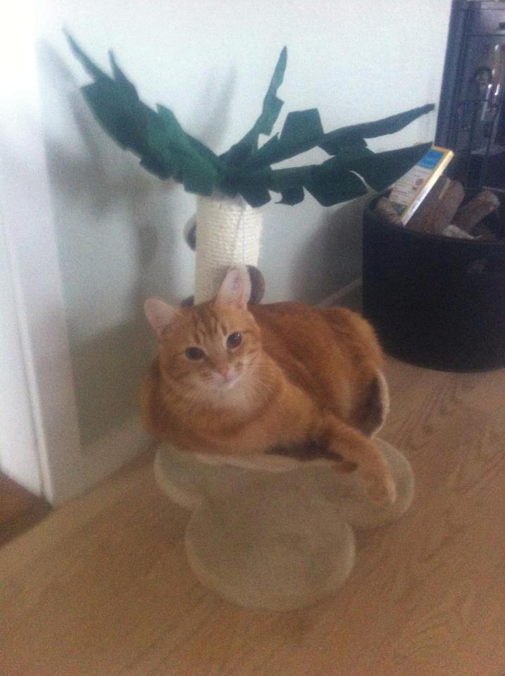 Blanding af racer Mathias - Velkommen til min profil. jeg hedder Mathias:) billede 1