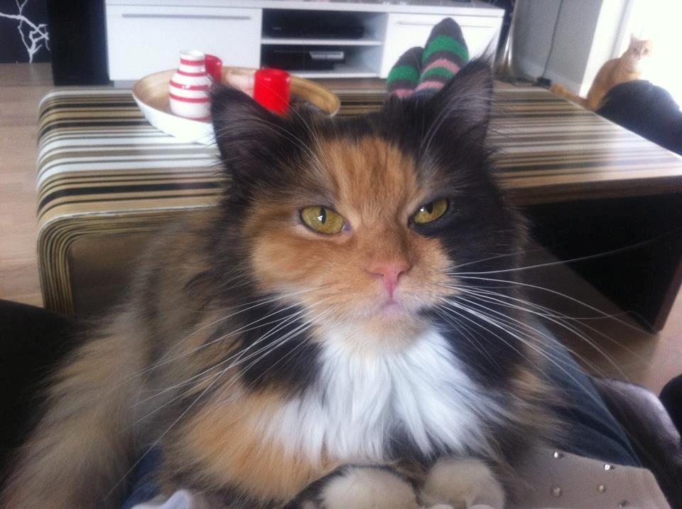 Blanding af racer Mini miv. (er drægtig) - smukke! billede 1